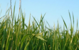 Suikerrijk gras niet goed voor gewicht.